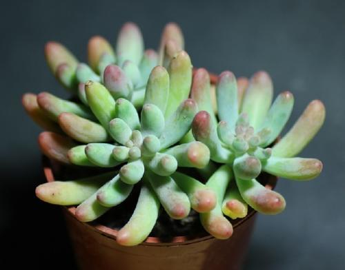 ȫȷ79232555 ֱ¹ڲȾ