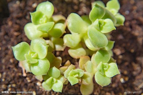 ȫȷ79232555 ֱ¹ڲȾ